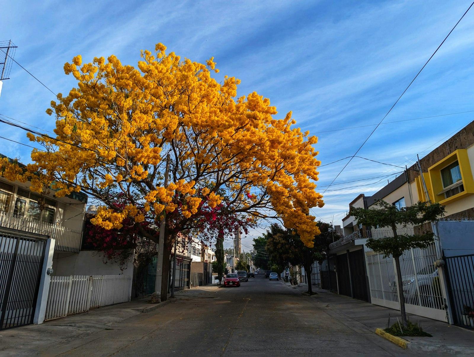A Tree with Yellow Leaves Is in the Middle of a Street